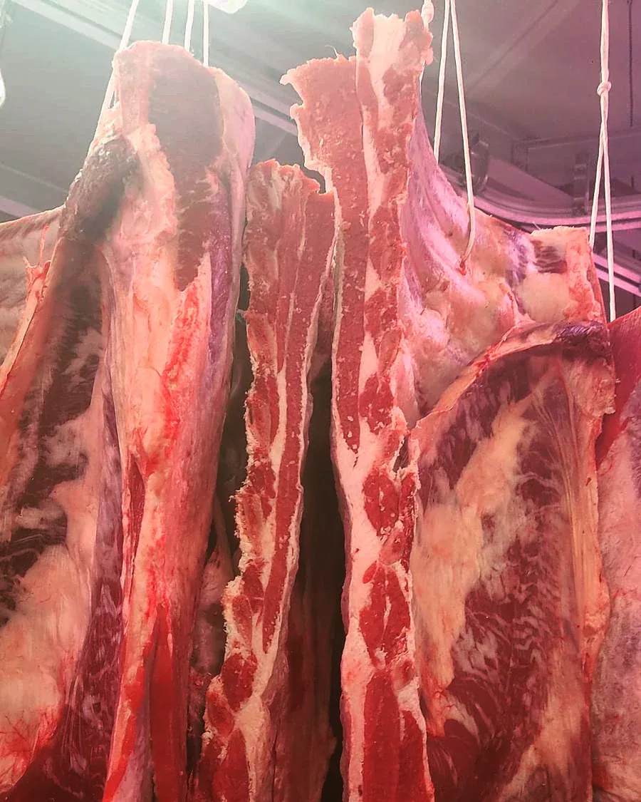 Piezas de vacuno madurando colgadas en la cámara